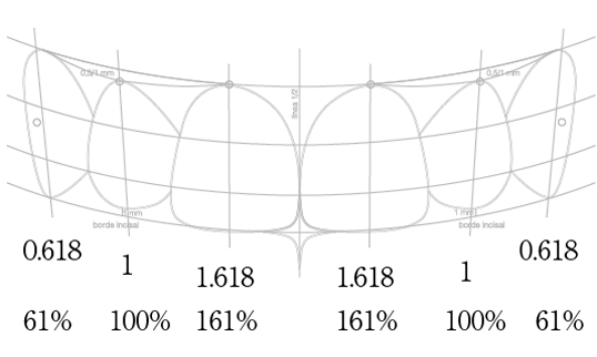歯の大きさの比率